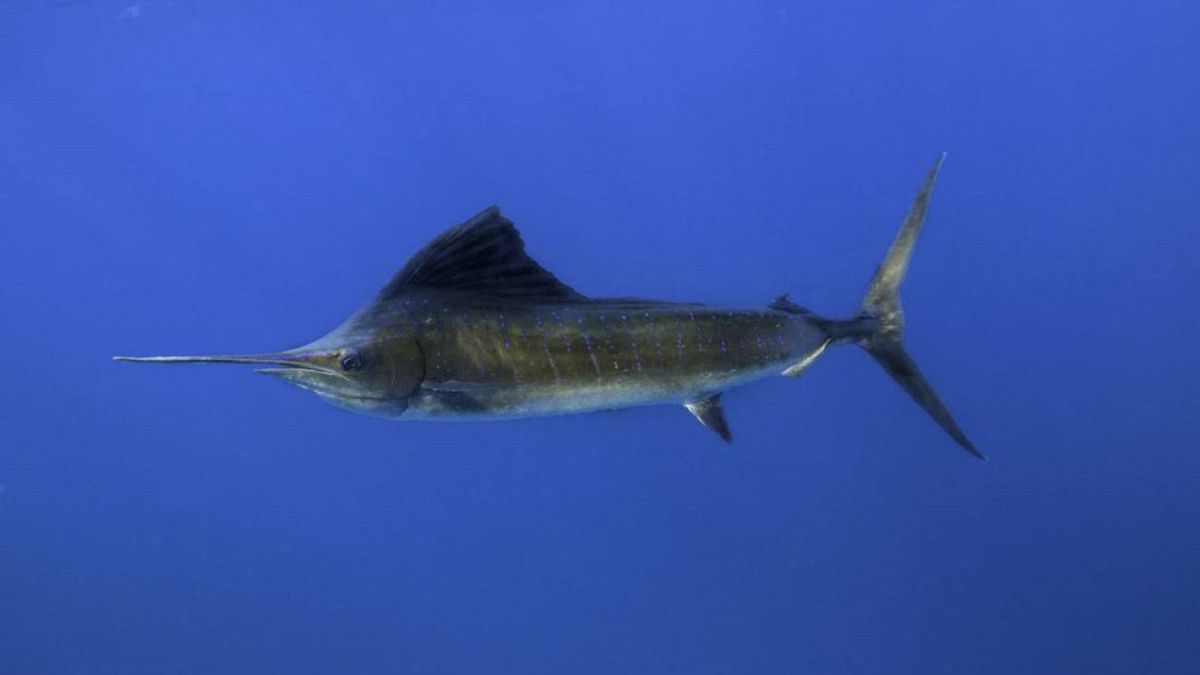 Por qué los peces espada apuñalan a tiburones? - AS.com