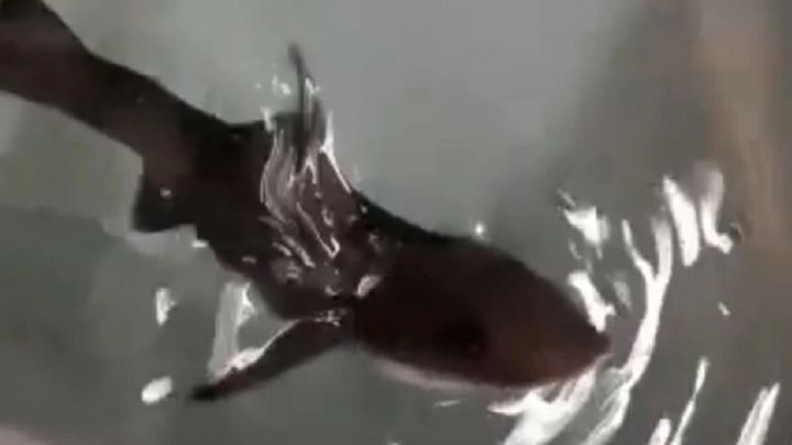 El misterioso nacimiento de una cría de tiburón en un tanque con sólo hembras