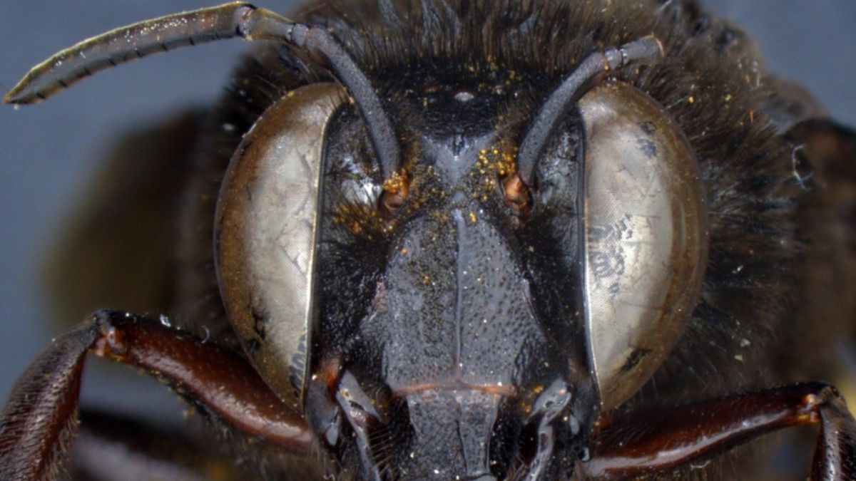mental gato Muchas situaciones peligrosas Descubren una abeja mitad macho y mitad hembra en Ecuador - AS.com