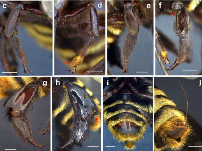 Descubren una abeja mitad macho y mitad hembra en Ecuador
