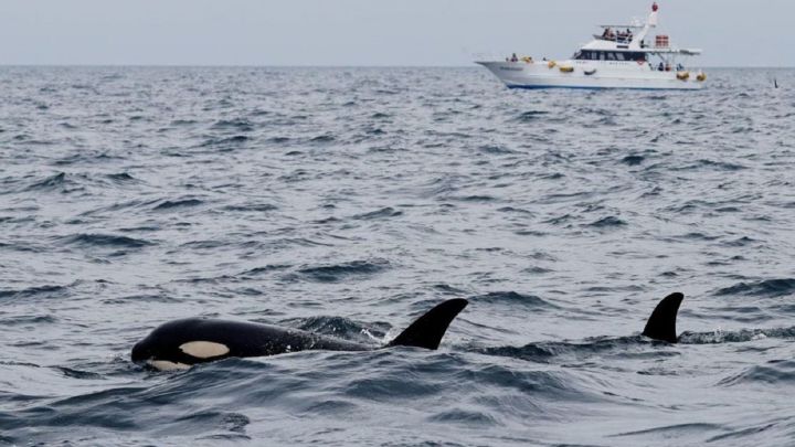 Descubren la posible causa de los ataques de las orcas en Cádiz