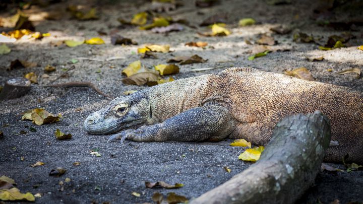 El dragón de Komodo en peligro de extinción por el cambio climático