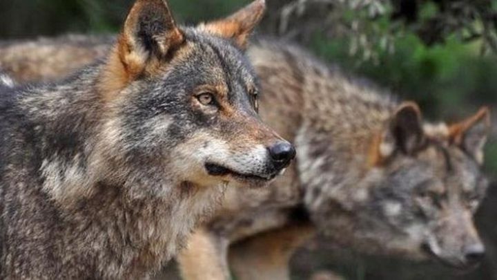 Prohibido cazar lobos en España: ¿cuándo entra en vigor y por qué?