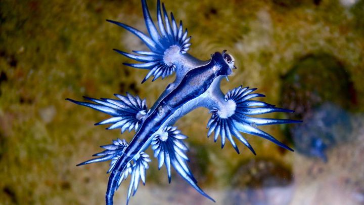 Aparece una peligrosa especie marina en Fuerteventura