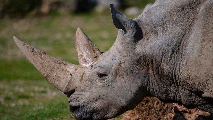 Muere el rinoceronte blanco más viejo del mundo