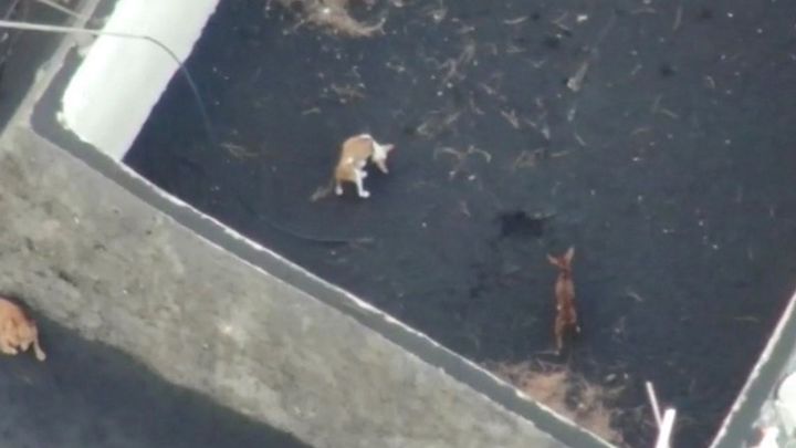 Desaparecen los perros atrapados en la lava