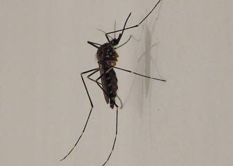 Un mosquito resistente al frío se expande por Italia