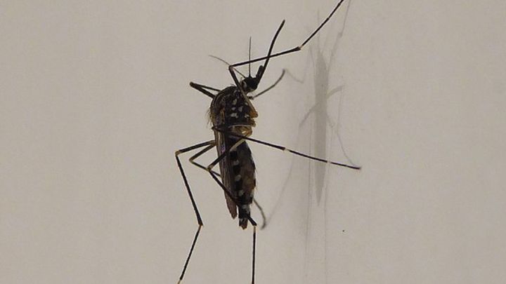 Se expande por el norte de Italia un mosquito coreano resistente al frío