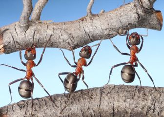 Descubren por qué disminuyó el cerebro humano: las hormigas fueron claves