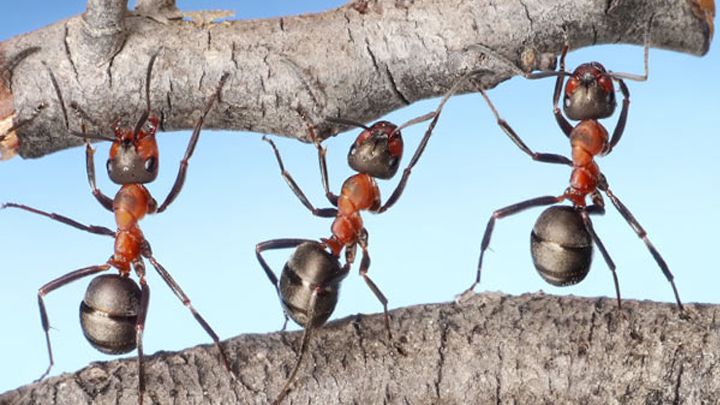 Descubren por qué disminuyó el cerebro humano: las hormigas fueron claves