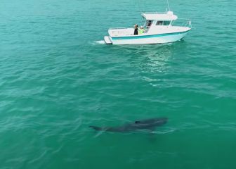 Alerta en EE UU por un gran depredador: el tiburón blanco vuelve a las costas