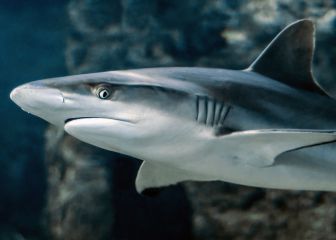 La razón por la que los tiburones atacan a los surfistas