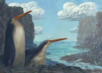 Descubren el fósil de un pingüino gigante hasta ahora desconocido