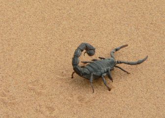 Plaga de escorpiones en Egipto