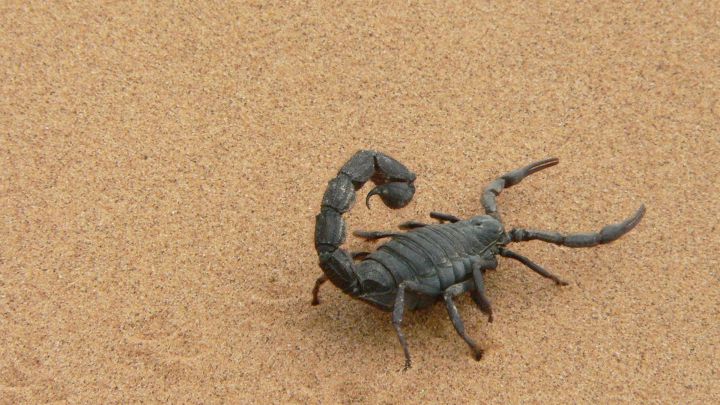 Una plaga de escorpiones mata a tres personas en Egipto