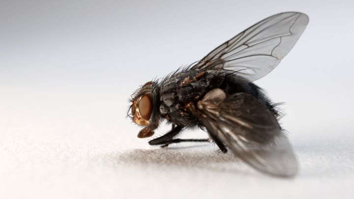 La razón por la que las moscas vomitan en la comida cuando se posan en ella.