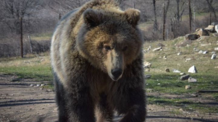 Un cazador abate a una osa tras recibir mordeduras graves y ser arrastrado 15 metros