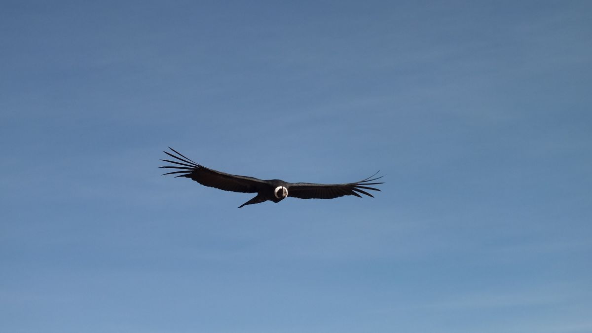 The case of female condors that reproduce asexually