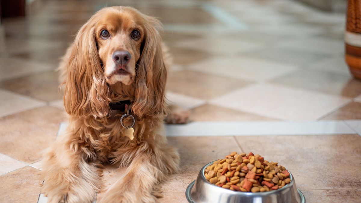 si martes Reconocimiento Cuánto debe comer un perro al día: cantidades recomendadas según el peso y  la raza - AS.com