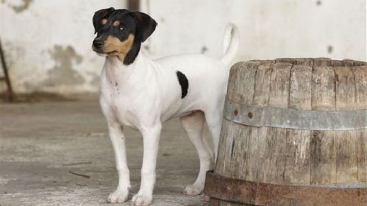 Las razas de perros españoles: ¿cuántas hay y cuáles son?