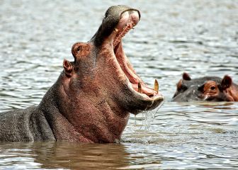Dos hipopótamos dan positivo por COVID: cómo sucedió