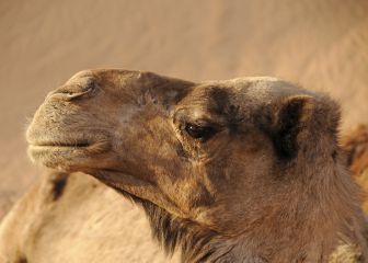 Polémica en un concurso de belleza de camellos