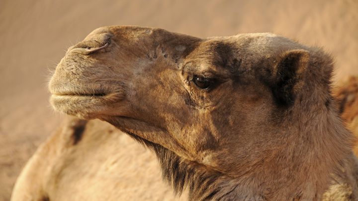 Descalifican a 43 camellos de un concurso de belleza por llevar bótox.