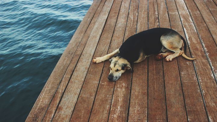Las razas de perros más tranquilos: ¿cuáles son y cómo se comportan?