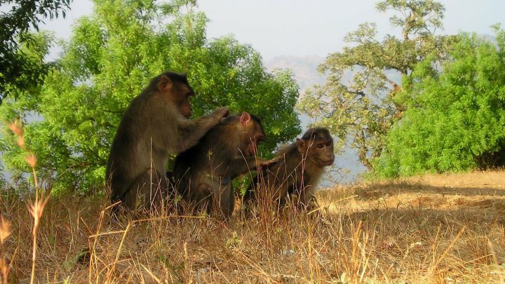 Expresamente templo Crítico Un grupo de monos enfurecidos mata a 250 cachorros de perro por venganza -  AS.com