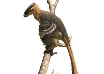 Hallan una nueva especie de dinosaurio depredador en forma de pájaro
