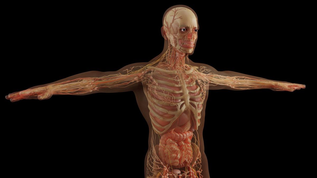 Esqueleto humano - Biologia Net