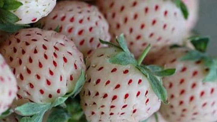 El cotizado tipo de fresa que se cultiva en Huelva y triunfa en Japón