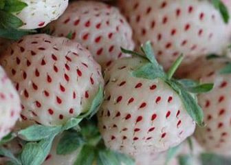 La fresa que se cultiva en Huelva y arrasa en Japón: a 60 euros la docena