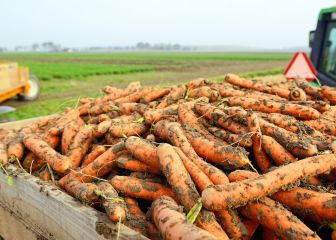 Muere un joven sepultado por zanahorias en Segovia