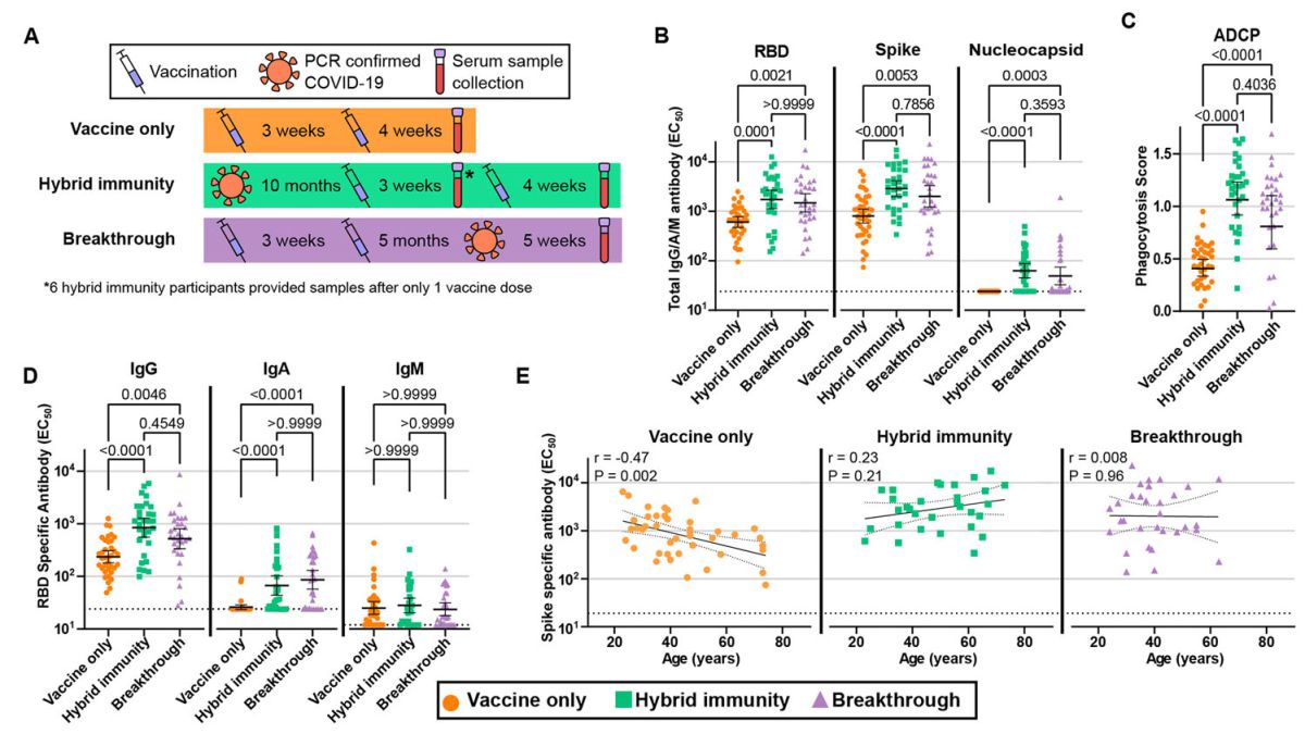 Why is superimmunity more protective than having three doses of the COVID vaccine?