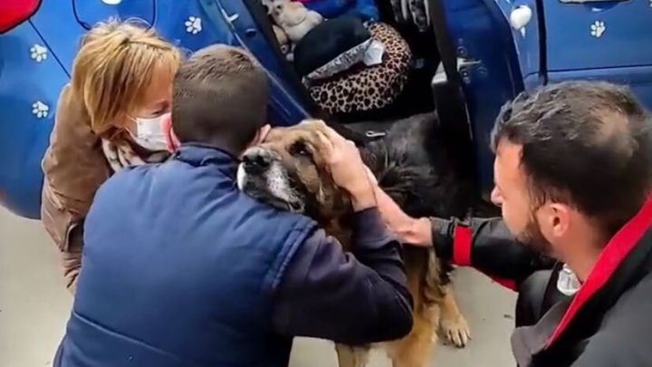 Un perro regresa a su casa más de seis años después