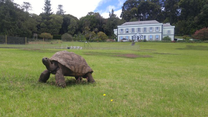 La tortuga más vieja del mundo: dónde vive y cuántos años tiene