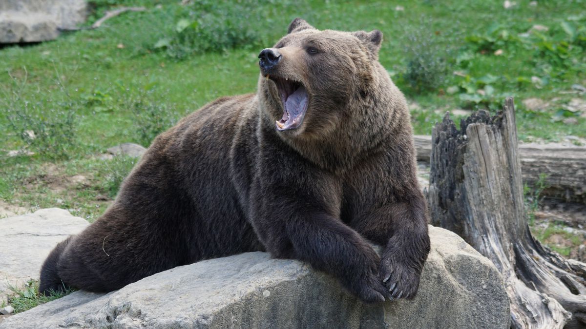 Por qué el oso es el símbolo de Rusia, qué significa y cuándo lo empezaron  a usar 