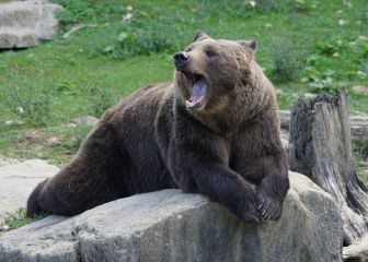 Por qué el oso es el símbolo de Rusia, qué significa y cuándo lo empezaron a usar