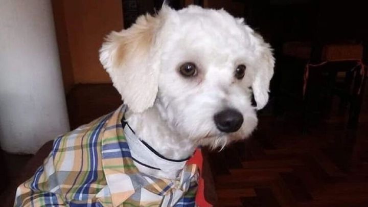 Luno, el perro que lleva 12 días retenido en Barajas
