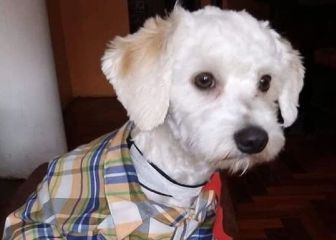 La triste historia de Luno, el perro retenido en Barajas