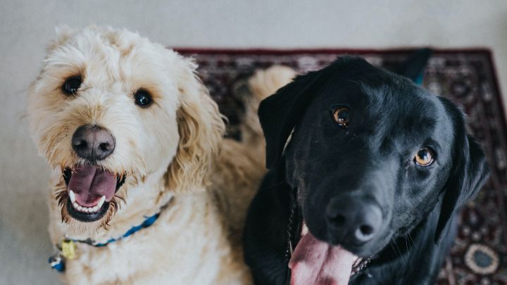 ¿Cuáles son las razas de perros con ojos de dos colores?