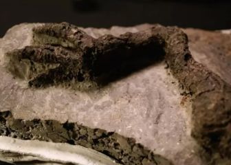 Hallan restos del último dinosaurio sobre la Tierra