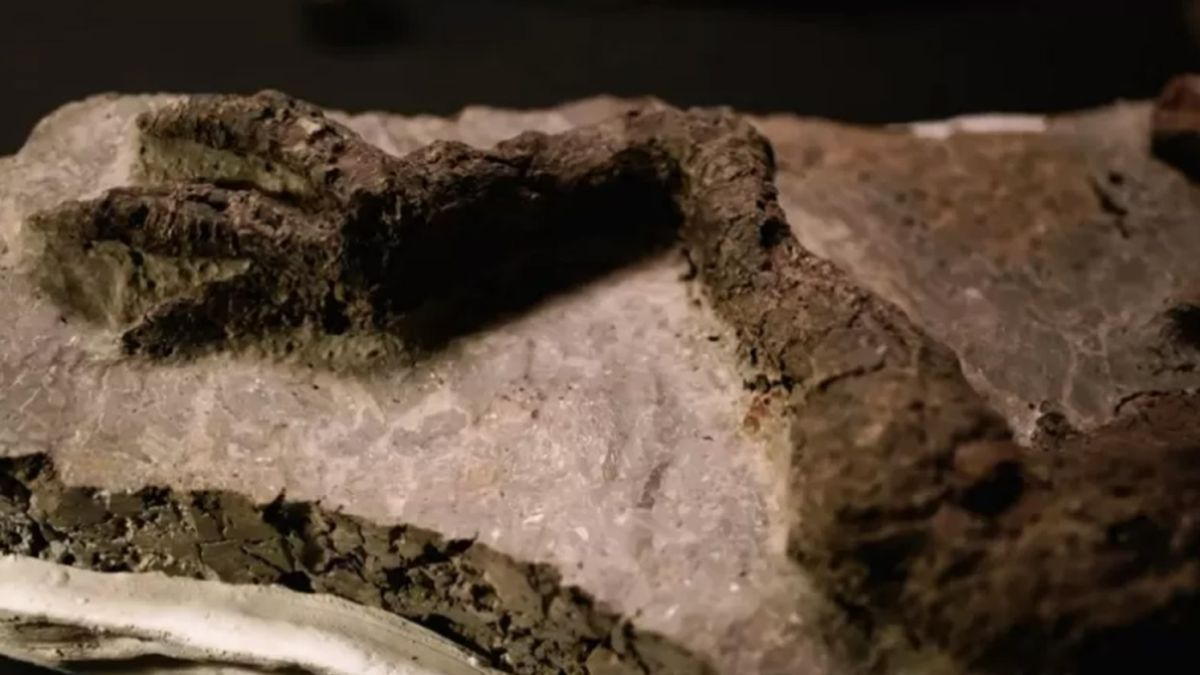 Znaleźli szczątki ostatniego dinozaura na Ziemi