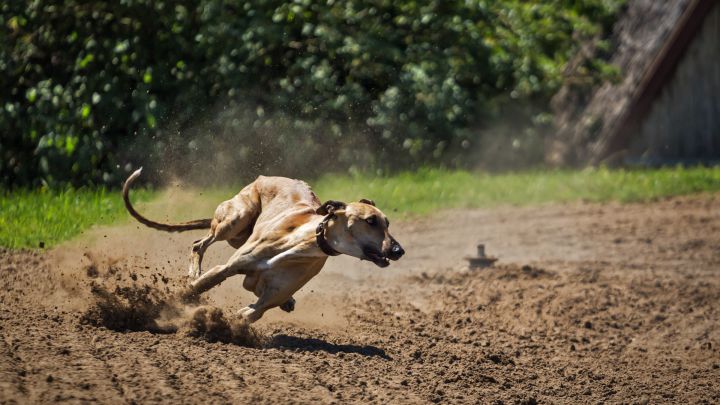 Las razas de perros más rápidas: ¿cuáles son y qué velocidad pueden alcanzar?