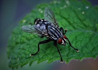 La razón por la que hay más moscas en verano: cómo evitar que entren en casa