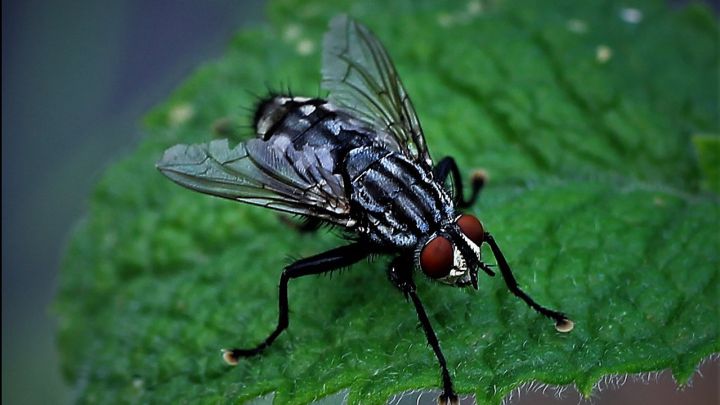 ¿Por qué hay más moscas en verano y cómo puedo evitar que entren en casa?
