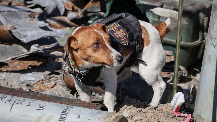 Zelenski condecora a Patrón, el perro héroe de Ucrania