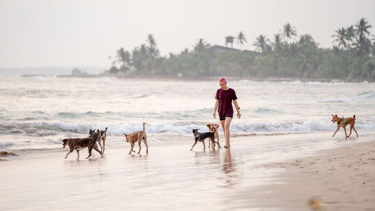 Subir Hong Kong Lechuguilla Las playas para perros en España 2022: cuáles son y dónde están - AS.com
