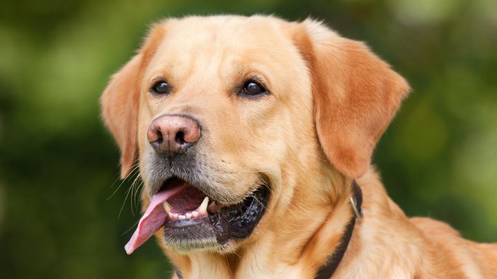 ¿Qué documentos legales son obligatorios para tener un perro y qué pasa si no los tienes?